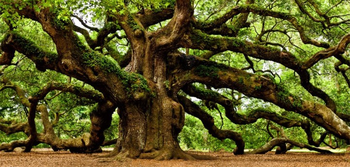 irish-tree-society-feature